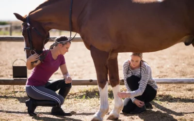 Why Equine Practices Are Switching to Specialized Equine Vet Software