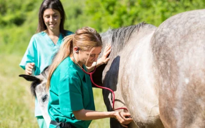 Moving to Cloud-Based Veterinary Software: Your Complete Migration Guide